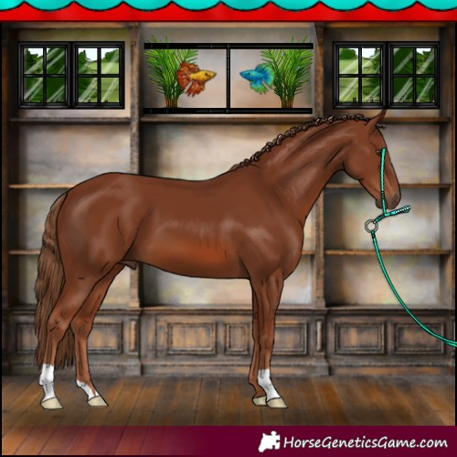 Horse Color:Chestnut 