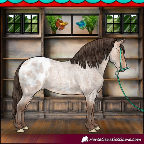 Horse Color:Amber Champagne Roan Appaloosa 
