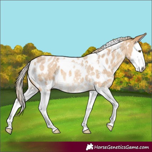 Horse Color:White Spotted Palomino Roan Splash Near Leopard 