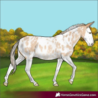 Horse Color:White Spotted Palomino Roan Splash Appaloosa