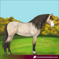 Horse Color:Buckskin Roan Sabino 