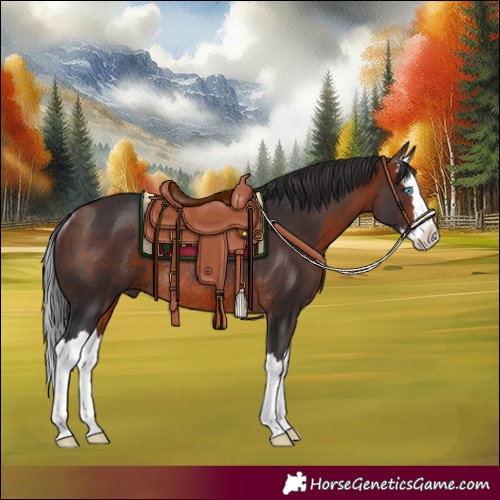 Horse Color:Bay Splash Rabicano