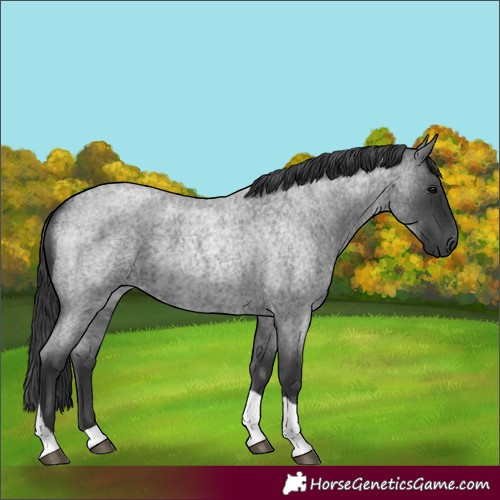 Horse Color:Blue Roan Tobiano