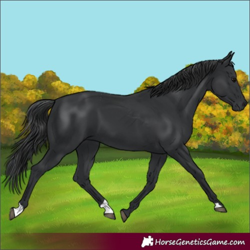 Horse Color:Black 