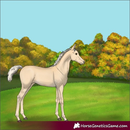 Horse Color:Palomino 