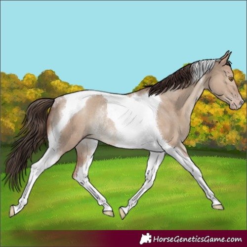 Horse Color:Classic Champagne Dun Tobiano Rabicano 