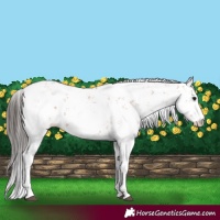 Horse Color:Bay Sabino 