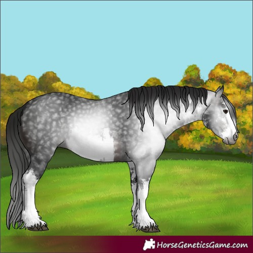 Horse Color:Gray White Spotted Brown