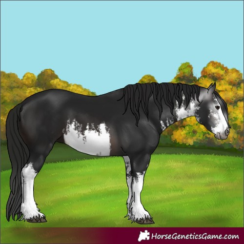 Horse Color:Gray White Spotted Brown 