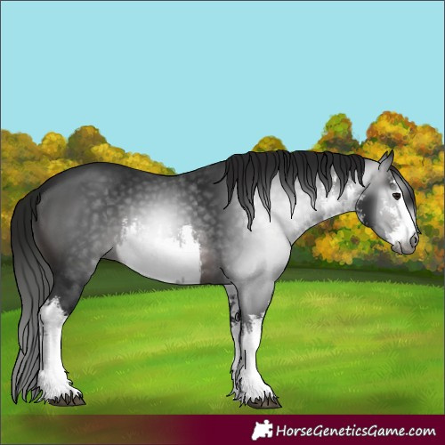 Horse Color:Gray White Spotted Brown