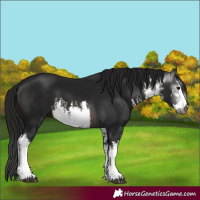 Horse Color:Gray White Spotted Brown