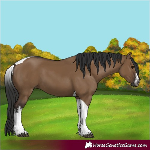 Horse Color:Gray White Spotted Liver Red Dun Tobiano 