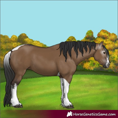 Horse Color:Gray White Spotted Liver Red Dun Tobiano