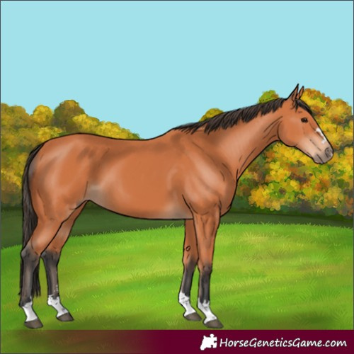 Horse Color:Bay 