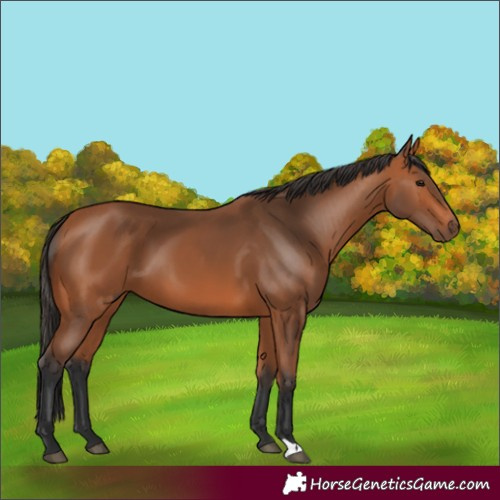 Horse Color:Bay 