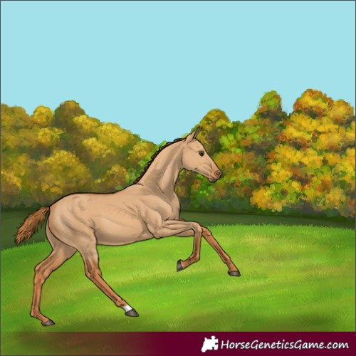 Horse Color:Red Dun