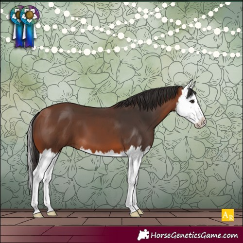 Horse Color:Bay Splash 