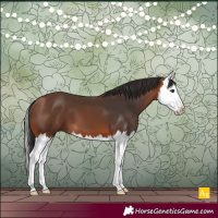 Horse Color:Bay Splash 