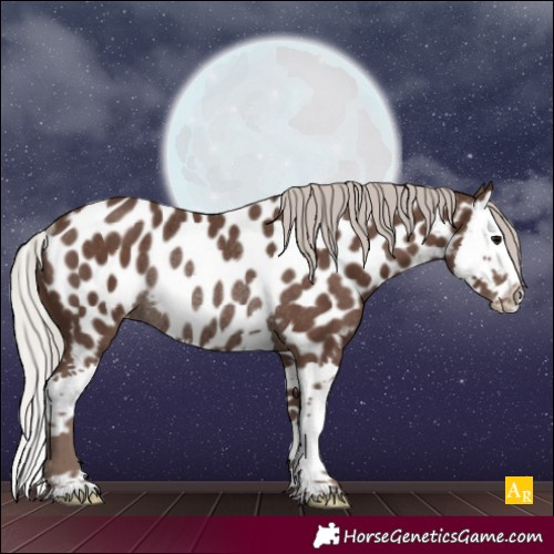 Horse Color:White Spotted Silver Black Splash Appaloosa Rabicano 