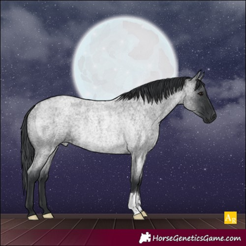 Horse Color:Blue Roan Rabicano 