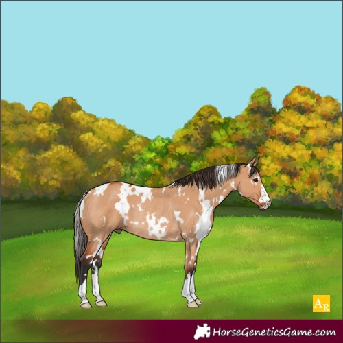 Horse Color:White Spotted Bay Dun Rabicano