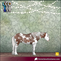 Horse Color:White Spotted Silver Bay Splash Appaloosa Rabicano 