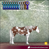 Horse Color:White Spotted Silver Bay Splash Varnish Rabicano 