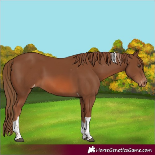 Horse Color:Chestnut Tobiano Appaloosa 
