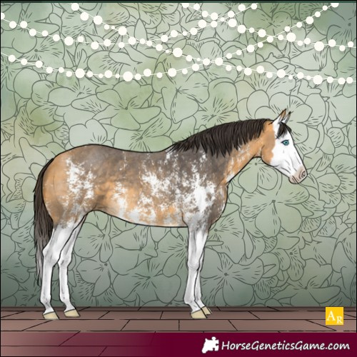 Horse Color:Buckskin Sabino Splash 