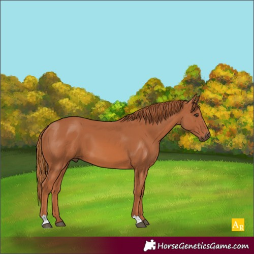 Horse Color:Chestnut 