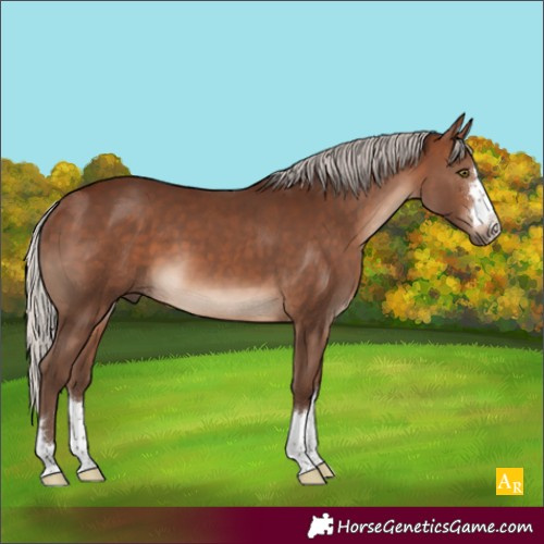 Horse Color:Silver Bay 