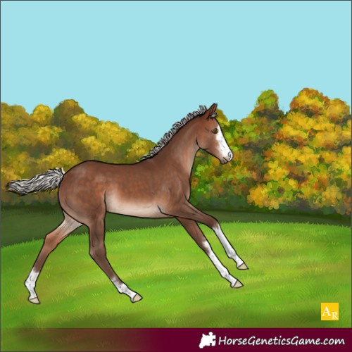 Horse Color:Silver Bay 