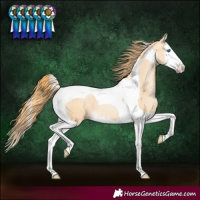 Horse Color:Buckskin Pearl Splash Tobiano