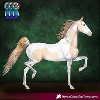 Horse Color:Buckskin Pearl Splash Tobiano