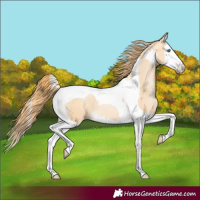Horse Color:Buckskin Pearl Splash Tobiano 