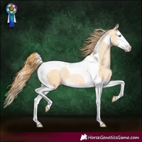 Horse Color:Buckskin Pearl Splash Tobiano 