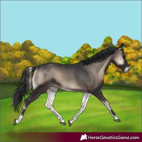 Horse Color:Blue Onyx