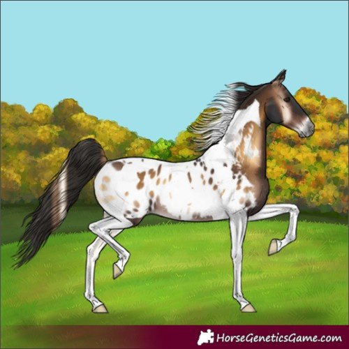 Horse Color:Gray Liver Red Onyx Tobiano Appaloosa Rabicano 
