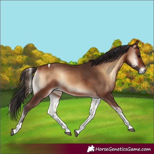Horse Color:Bay Onyx Tobiano 