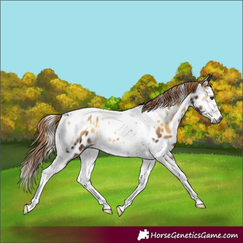 Horse Color:Gray Liver Red Onyx Splash Tobiano Frame Appaloosa Rabicano 