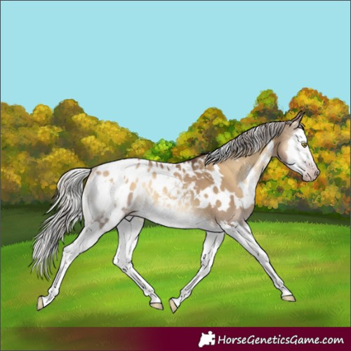 Horse Color:Gray White Spotted Silver Sable Champagne Onyx Splash Appaloosa Rabicano 