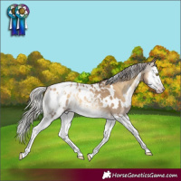 Horse Color:Gray White Spotted Silver Sable Champagne Onyx Splash Appaloosa Rabicano