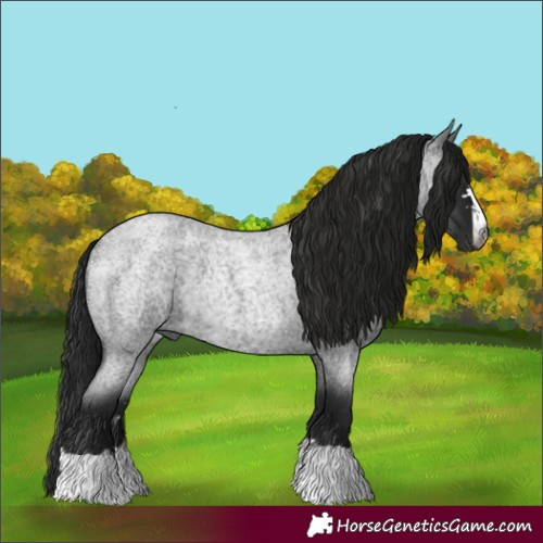 Horse Color:Gray Blue Roan Rabicano 