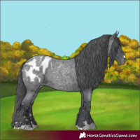 Horse Color:Blue Roan Merle Appaloosa Rabicano