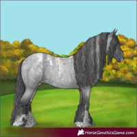 Horse Color:Powder White Blue Roan Merle Rabicano 