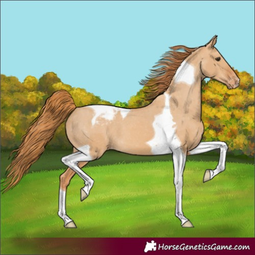 Horse Color:Red Dun Tobiano Appaloosa
