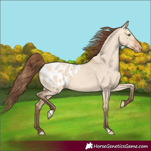 Horse Color:Amber Champagne Dun Appaloosa 