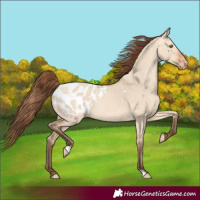 Horse Color:Amber Champagne Dun Blanket 
