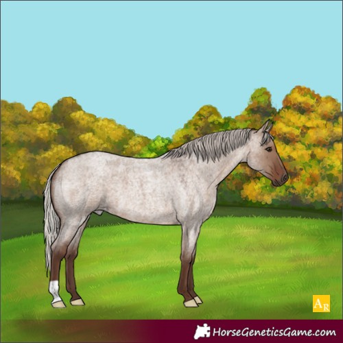 Horse Color:Silver Grullo Roan