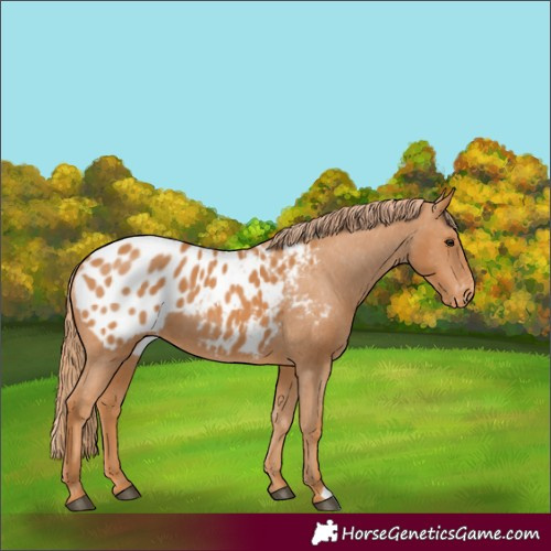Horse Color:Chestnut Appaloosa 